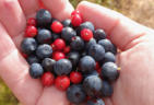 Blau- und Preiselbeeren: Von der Hand 