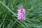 Knabenkruter gehren zu den mehr als 35 Orchideenarten in Estland