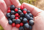 Blau- und Preiselbeeren: Von der Hand 