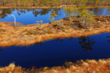 Moore und Smpfe bedecken etwa ein Viertel der Flche Estlands. Das Viru-Hoochmoor kann man auf einem Bohlenweg durchqueren und dabei auch in einem Moorsee baden  ein unvergessliches Erlebnis! 